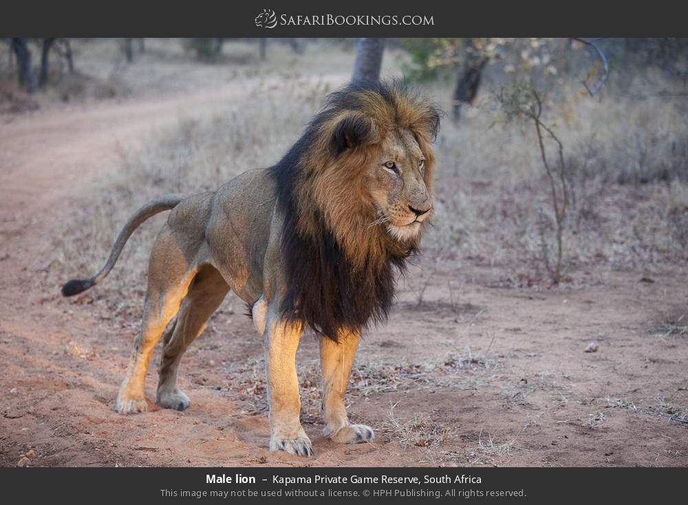 Male lion in Kapama Private Game Reserve, South Africa
