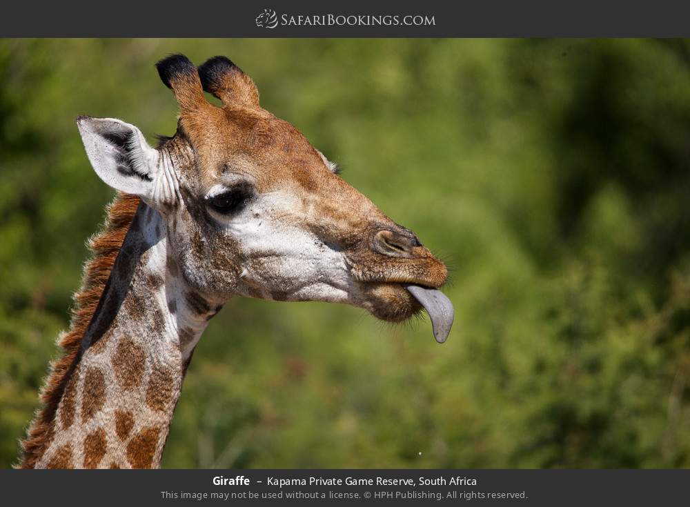 Giraffe in Kapama Private Game Reserve, South Africa