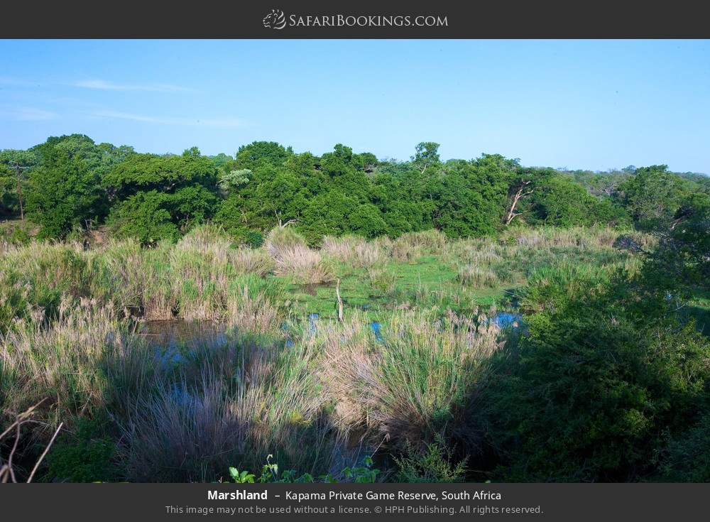 Marshland in Kapama Private Game Reserve, South Africa