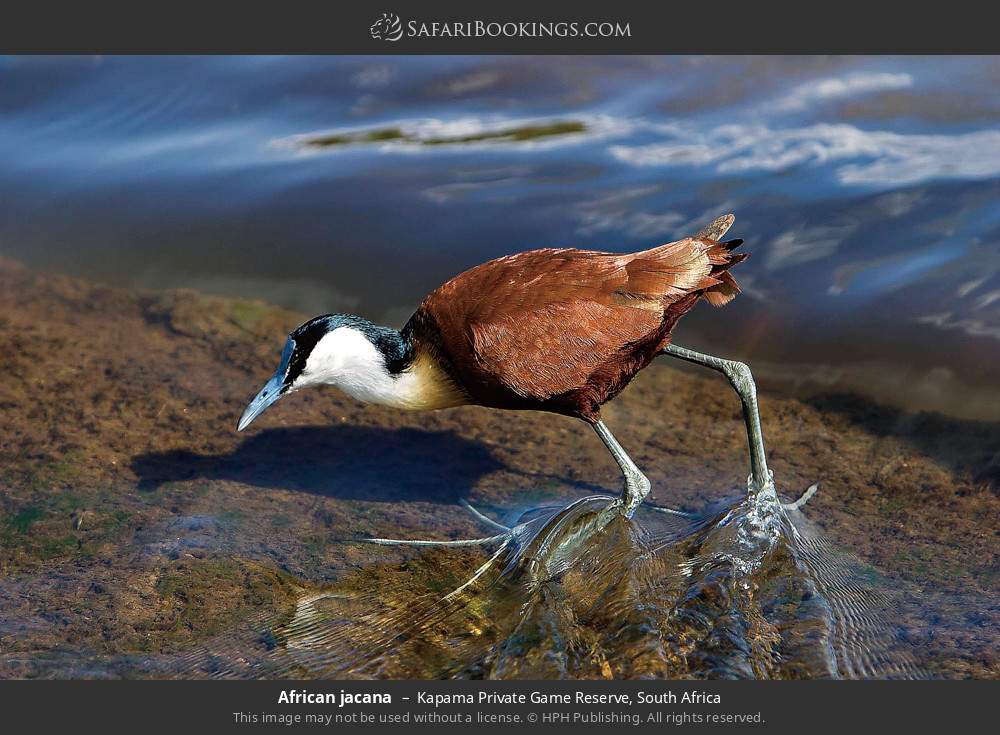 African jacana in Kapama Private Game Reserve, South Africa