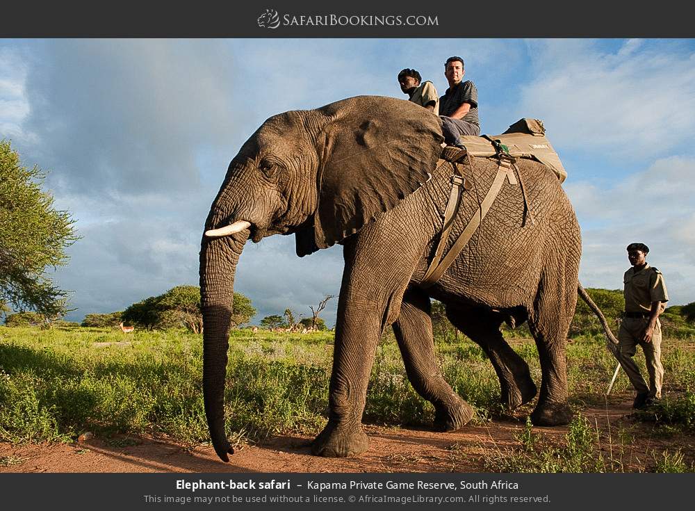 Elephant-back safari in Kapama Private Game Reserve, South Africa
