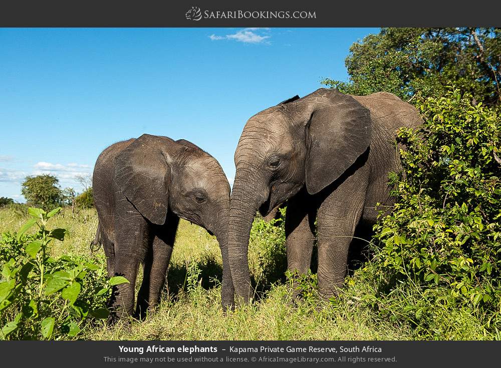 Young African elephants in Kapama Private Game Reserve, South Africa