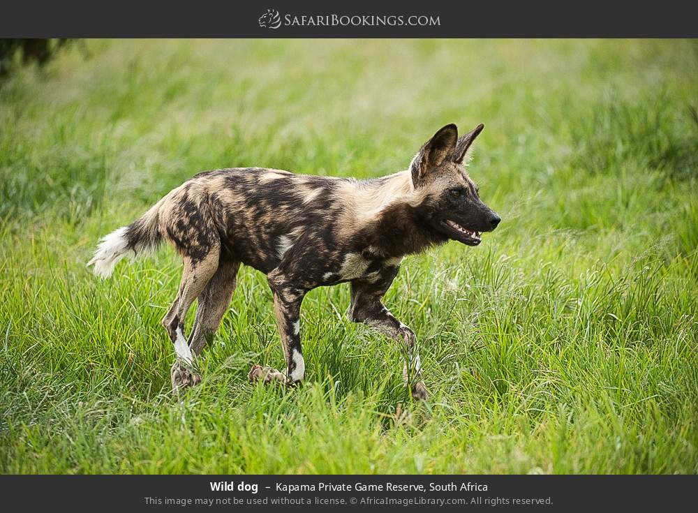 Wild dog in Kapama Private Game Reserve, South Africa