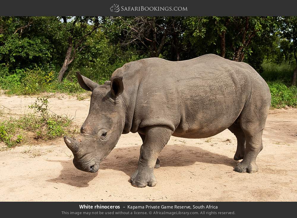 White rhinoceros in Kapama Private Game Reserve, South Africa