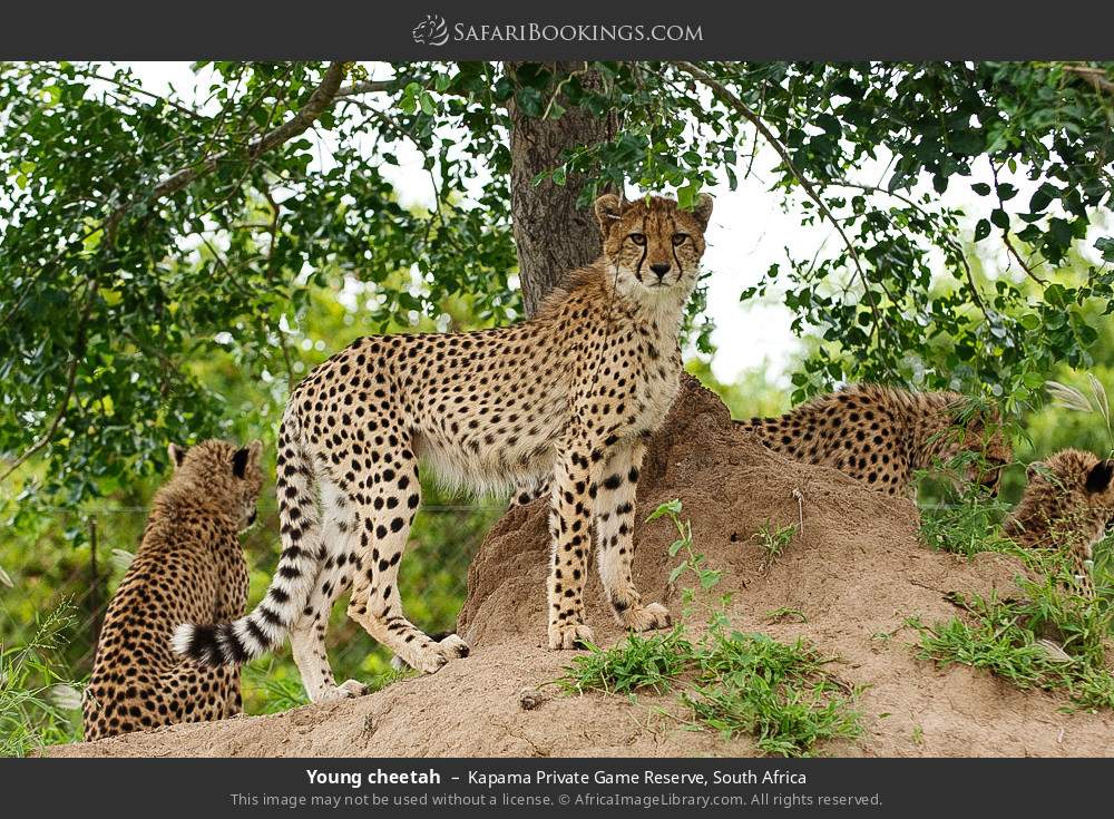 Young cheetah in Kapama Private Game Reserve, South Africa