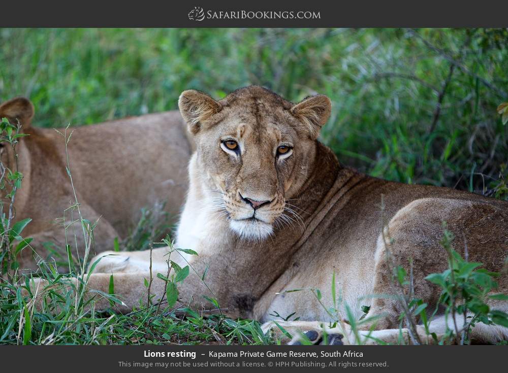 Lions resting in Kapama Private Game Reserve, South Africa