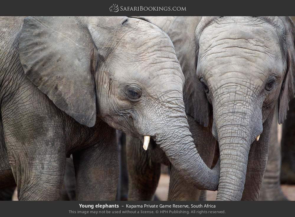 Young elephants in Kapama Private Game Reserve, South Africa