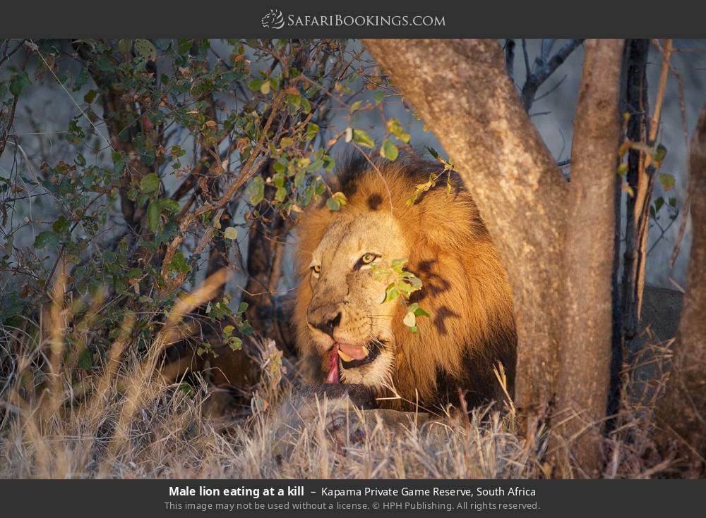 Male lion eating at a kill in Kapama Private Game Reserve, South Africa