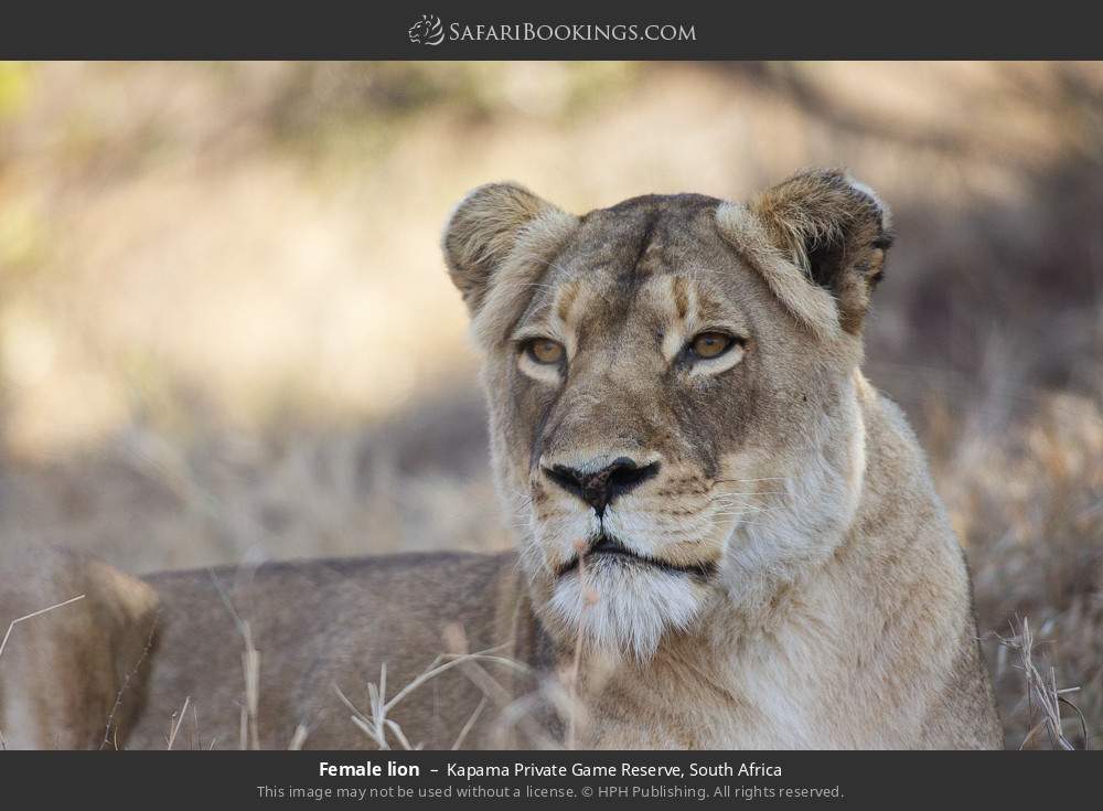 Female lion in Kapama Private Game Reserve, South Africa