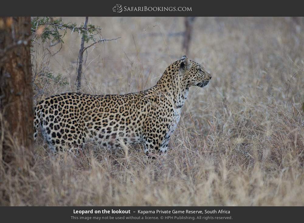 Leopard on the lookout in Kapama Private Game Reserve, South Africa