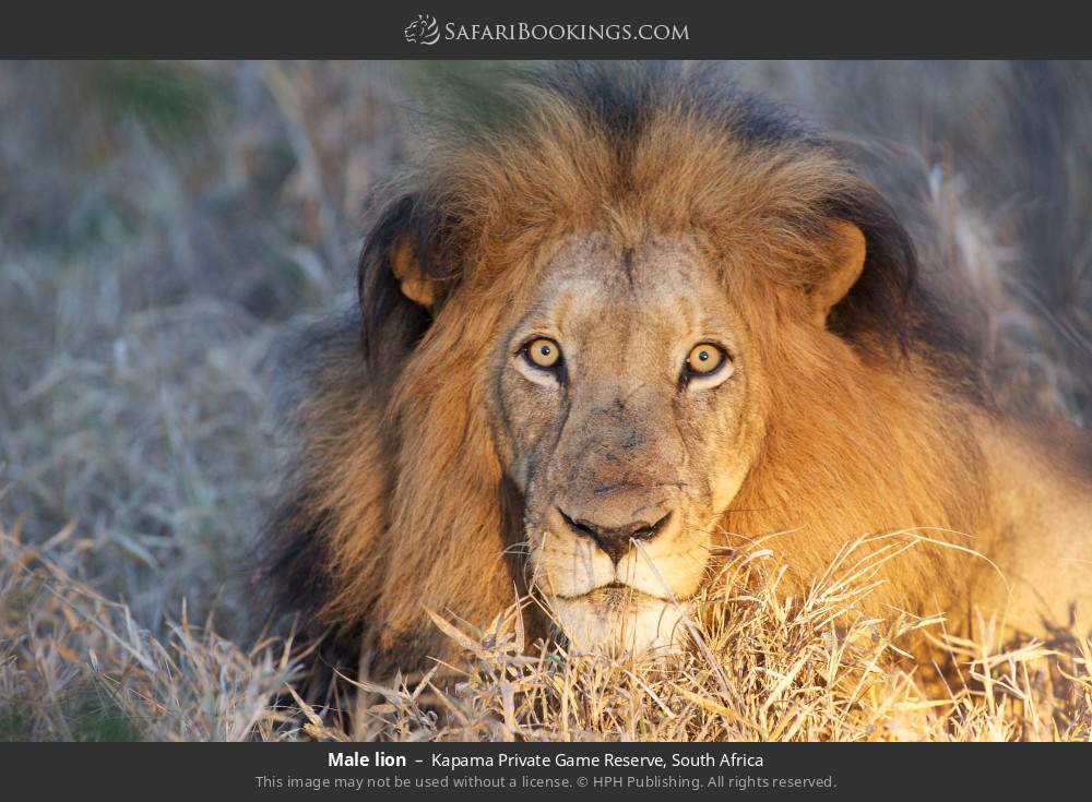 Male lion in Kapama Private Game Reserve, South Africa