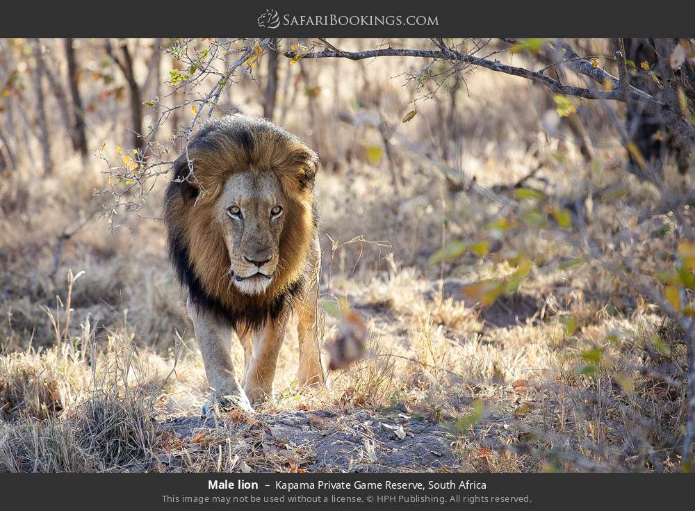 Male lion in Kapama Private Game Reserve, South Africa