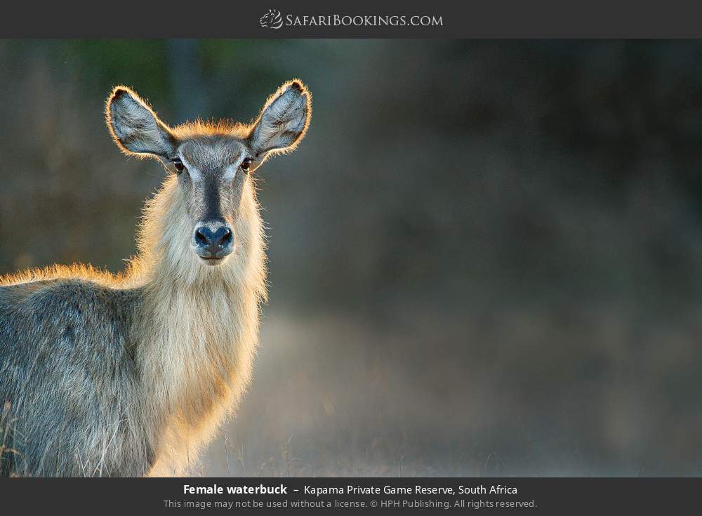 Female waterbuck in Kapama Private Game Reserve, South Africa