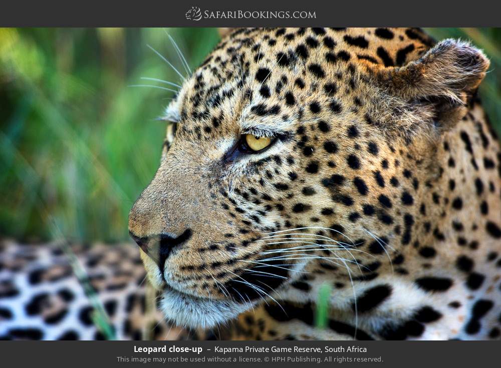 Leopard close-up in Kapama Private Game Reserve, South Africa