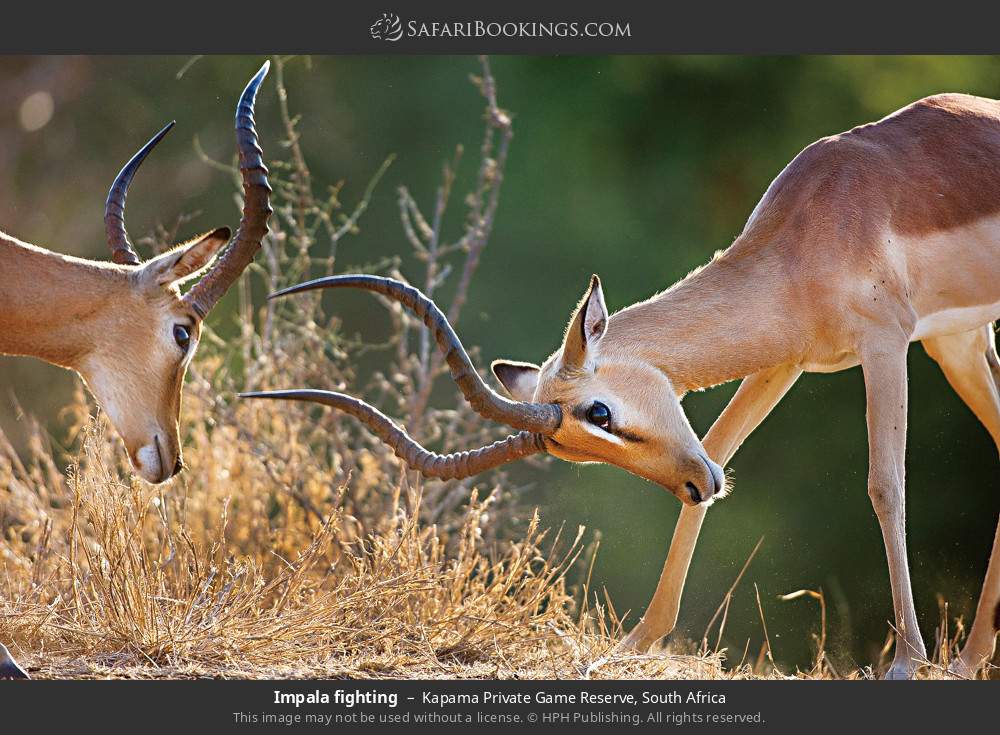 Impala fighting in Kapama Private Game Reserve, South Africa