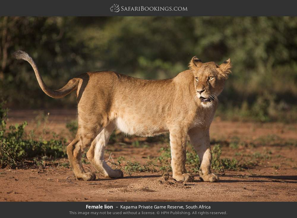 Female lion in Kapama Private Game Reserve, South Africa