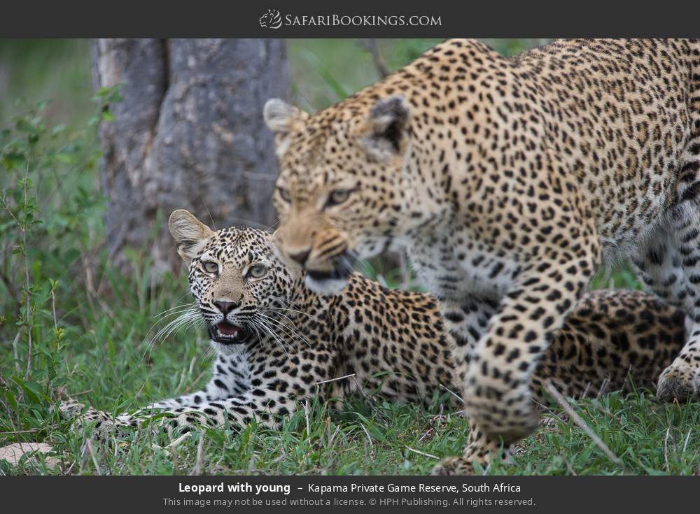 Leopard with young in Kapama Private Game Reserve, South Africa