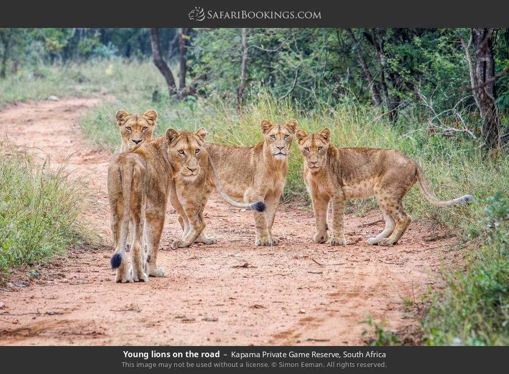 Young lions on the road in Kapama Private Game Reserve, South Africa