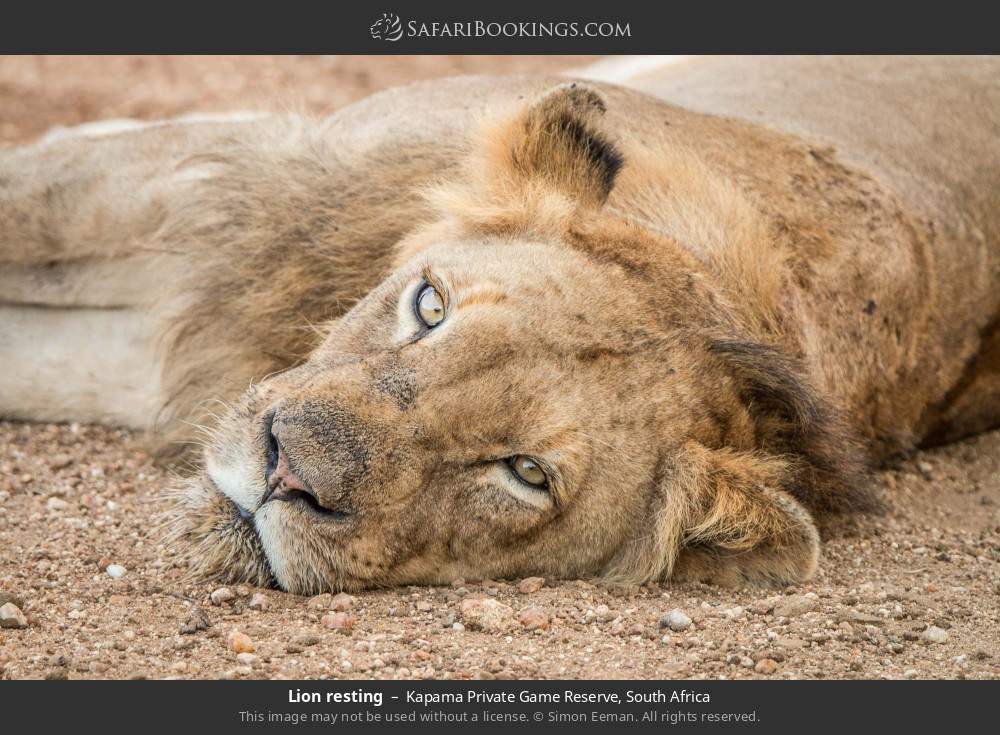 Lion resting in Kapama Private Game Reserve, South Africa