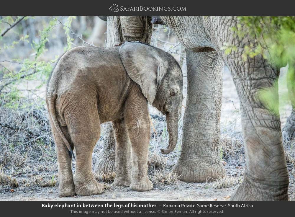 Baby elephant in between the legs of his mother in Kapama Private Game Reserve, South Africa