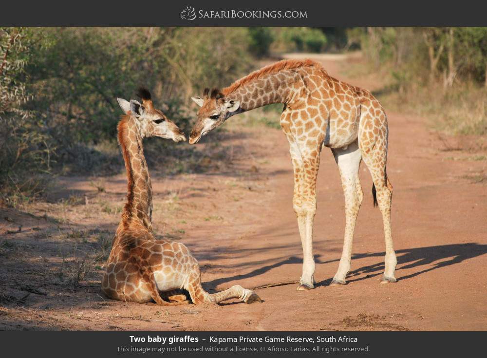 Two baby giraffes in Kapama Private Game Reserve, South Africa