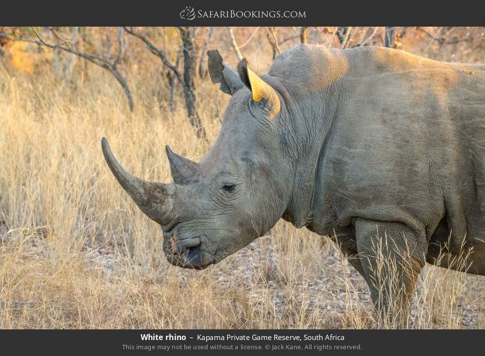 White rhino in Kapama Private Game Reserve, South Africa