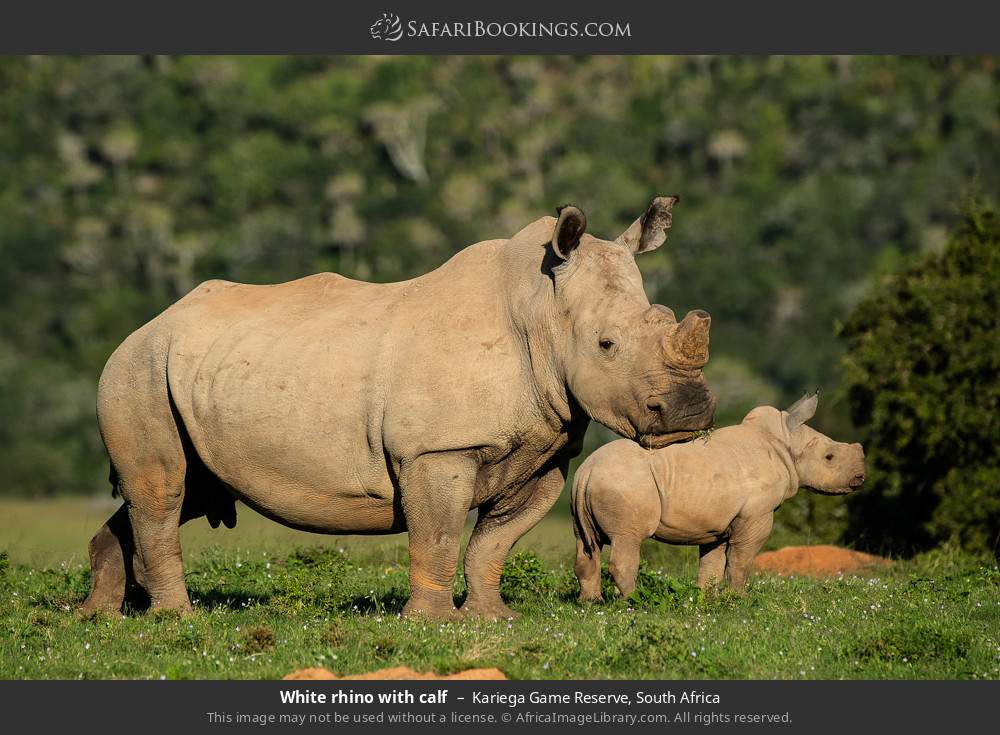 White rhino with calf in Kariega Game Reserve, South Africa