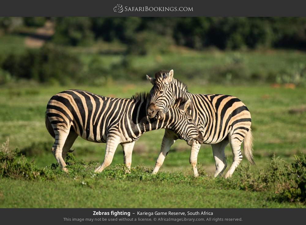 Zebras fighting in Kariega Game Reserve, South Africa