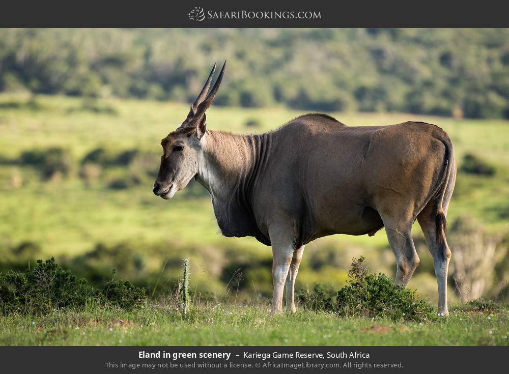 Eland in green scenery in Kariega Game Reserve, South Africa