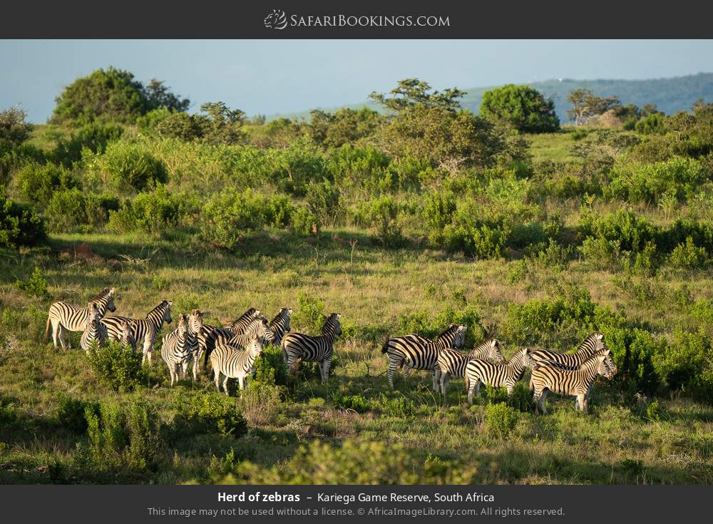 Herd of zebras in Kariega Game Reserve, South Africa