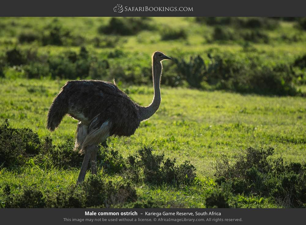 Male common ostrich in Kariega Game Reserve, South Africa