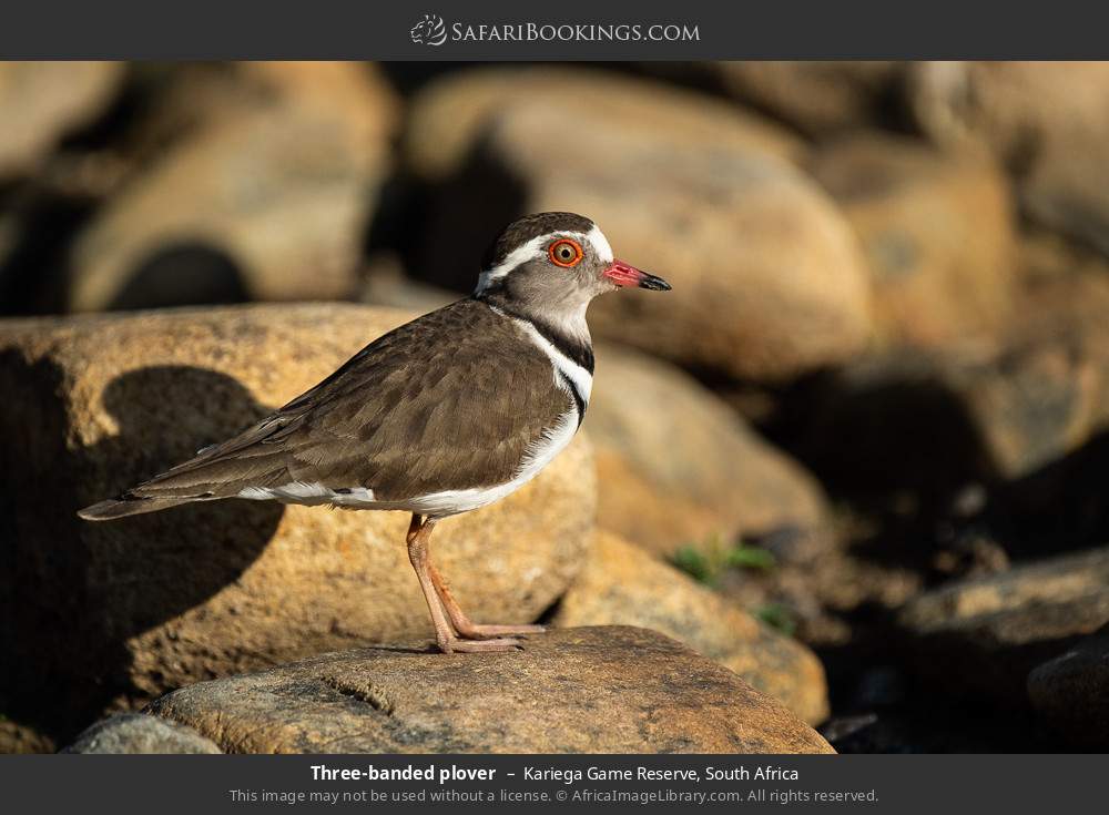Three-banded plover in Kariega Game Reserve, South Africa