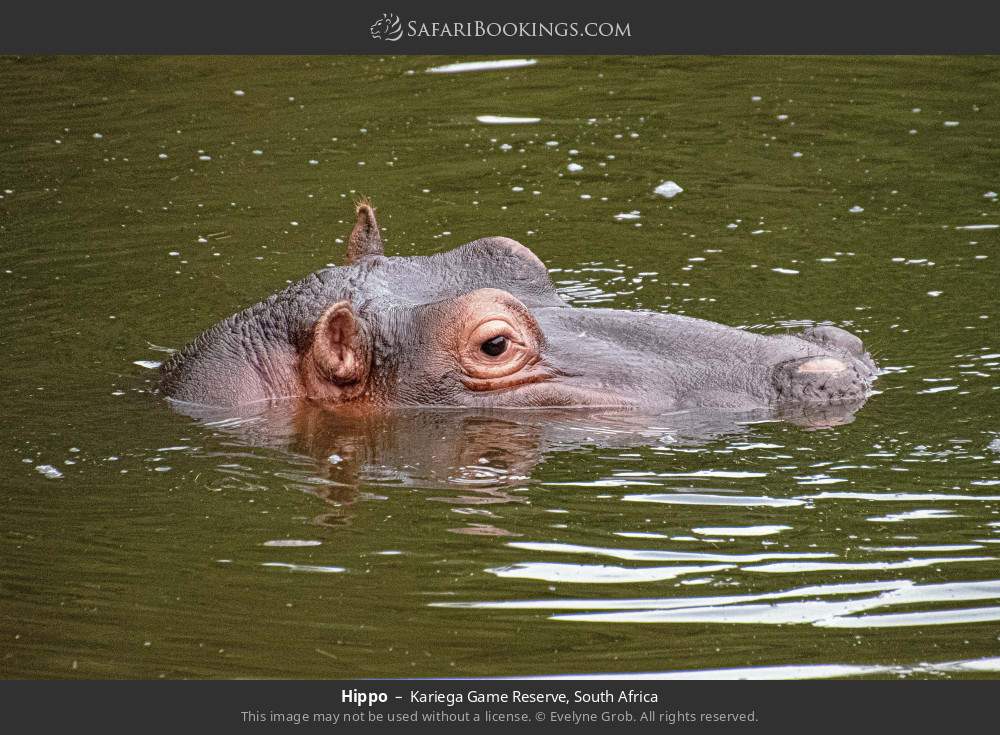 Hippo in Kariega Game Reserve, South Africa