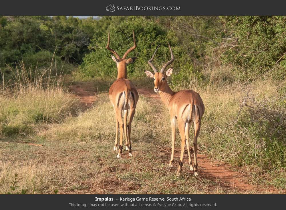 Impalas in Kariega Game Reserve, South Africa