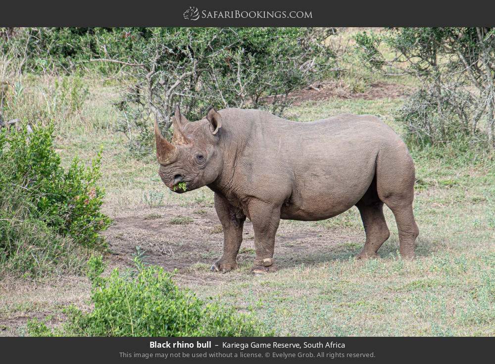 Black rhino bull in Kariega Game Reserve, South Africa