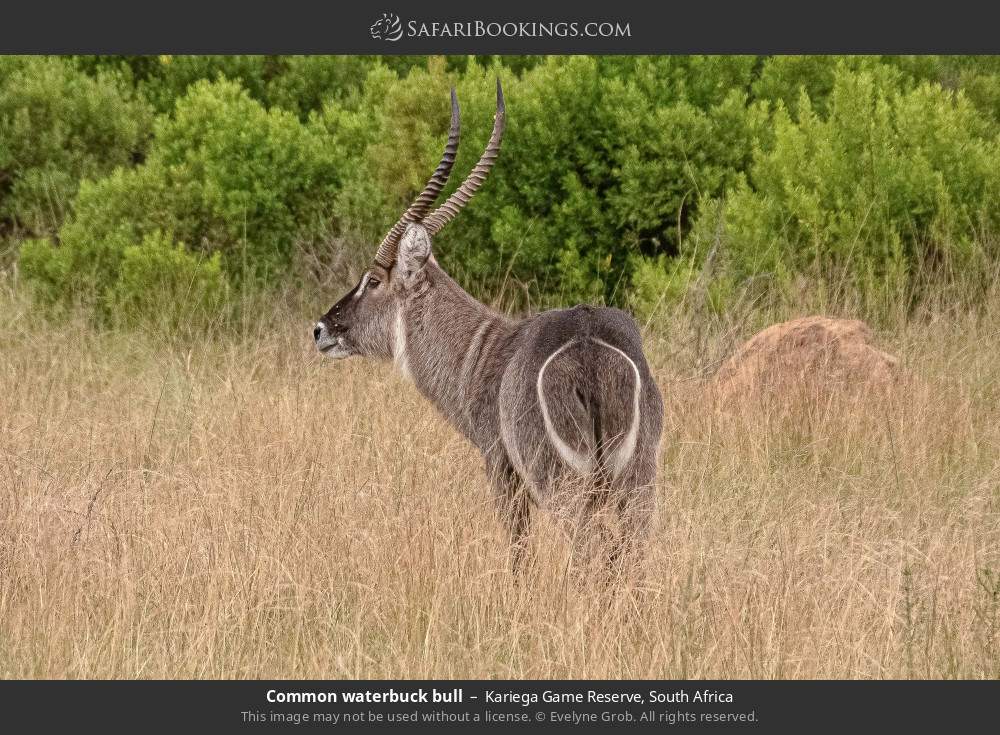 Common waterbuck bull in Kariega Game Reserve, South Africa