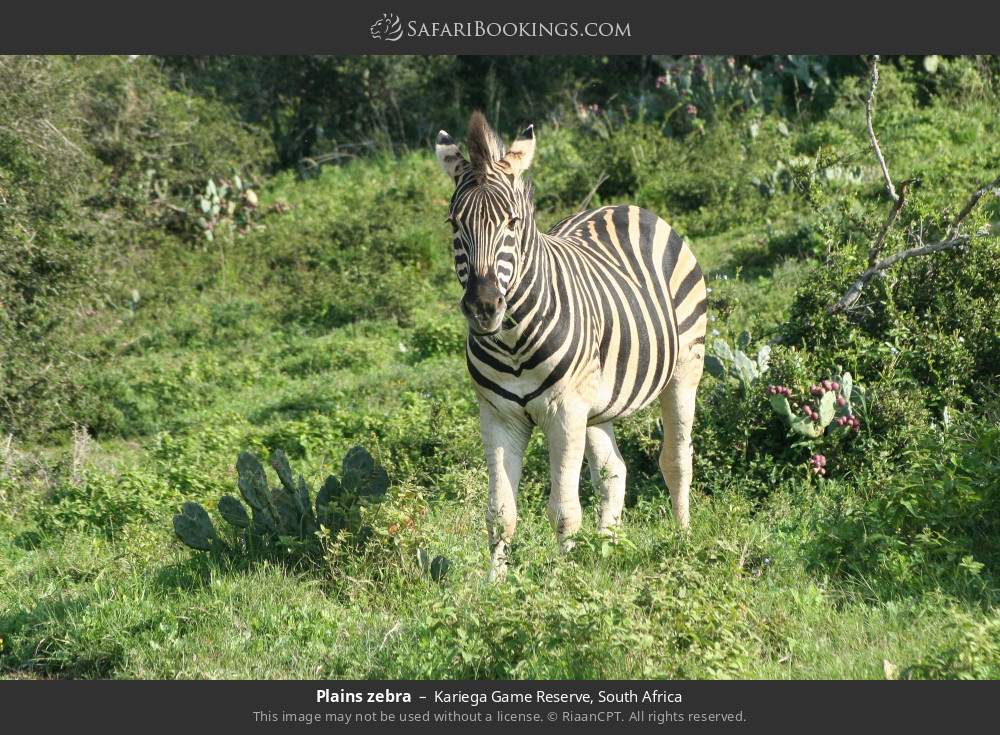 Plains zebra in Kariega Game Reserve, South Africa