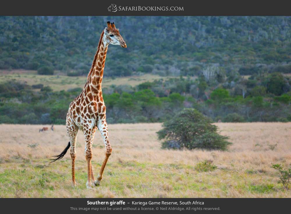 Southern giraffe in Kariega Game Reserve, South Africa