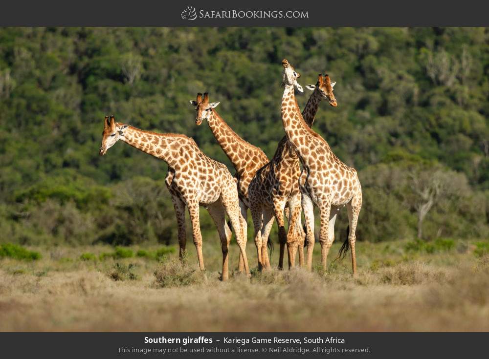 Southern giraffes in Kariega Game Reserve, South Africa