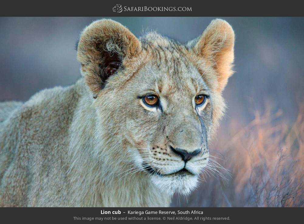 Lion cub in Kariega Game Reserve, South Africa