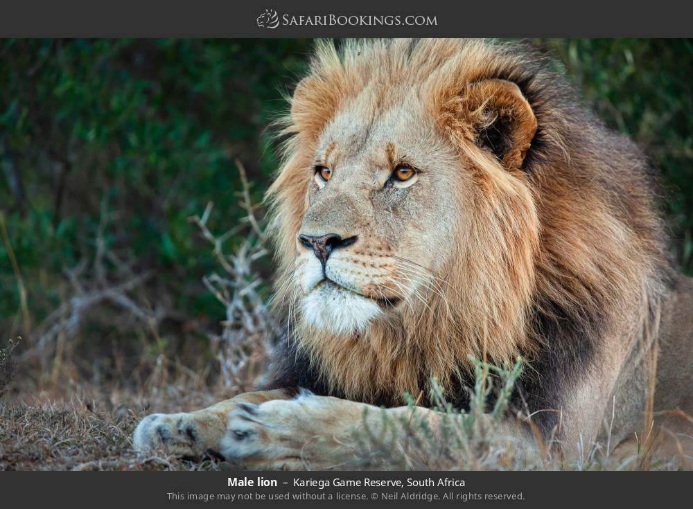 Male lion in Kariega Game Reserve, South Africa