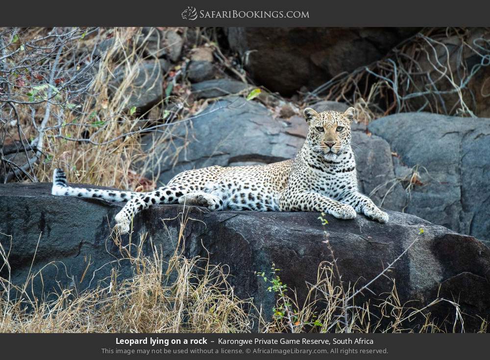 Leopard lying on a rock in Karongwe Private Game Reserve, South Africa