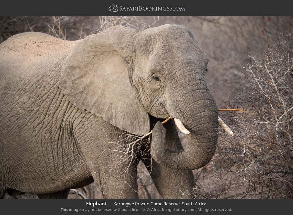 Elephant in Karongwe Private Game Reserve, South Africa