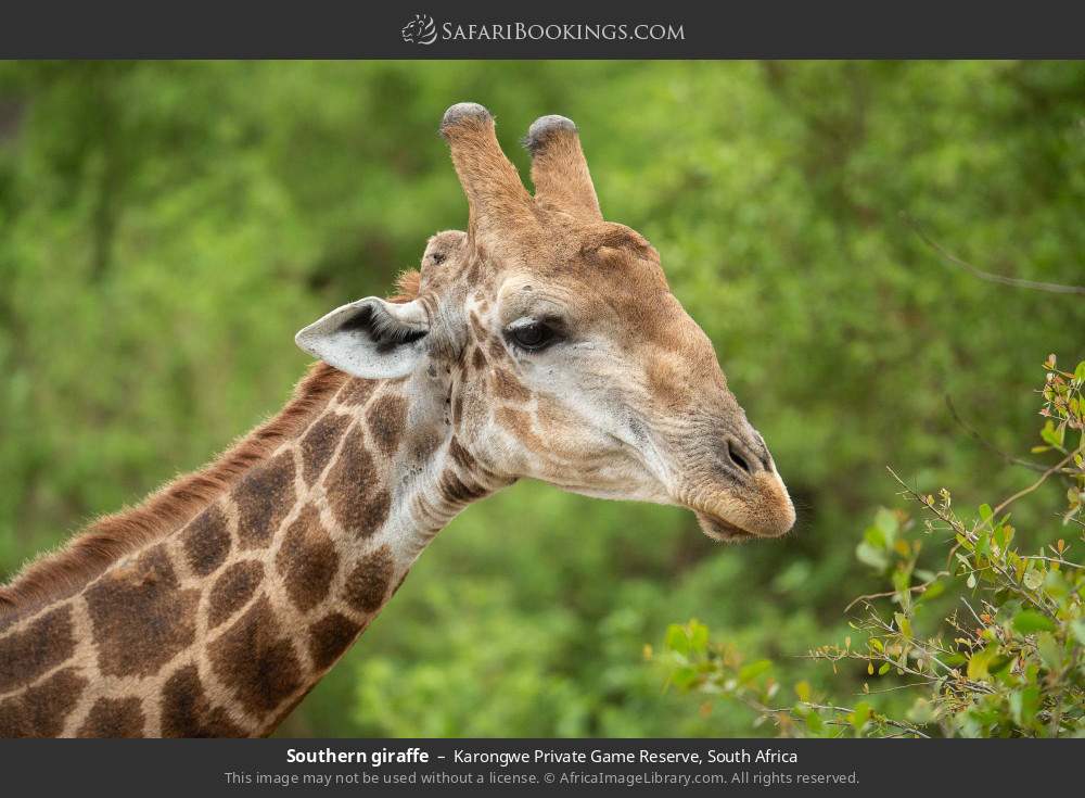 Southern giraffe in Karongwe Private Game Reserve, South Africa