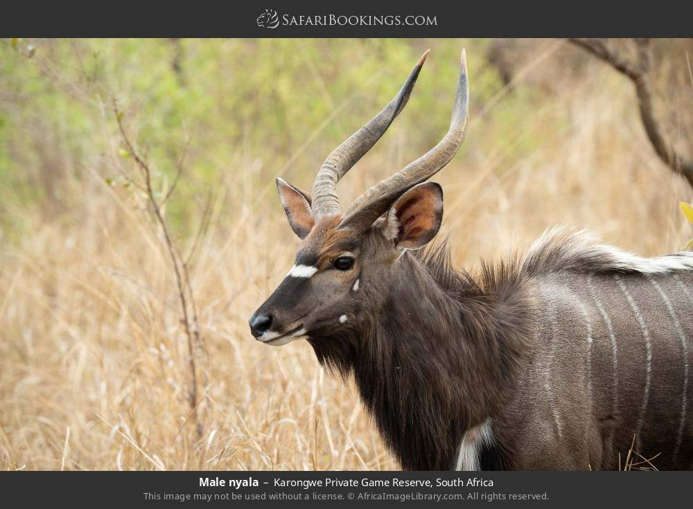 Male nyala in Karongwe Private Game Reserve, South Africa