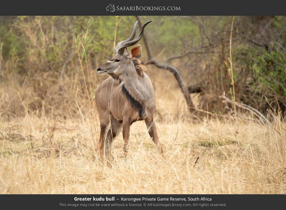 Greater kudu bull in Karongwe Private Game Reserve, South Africa
