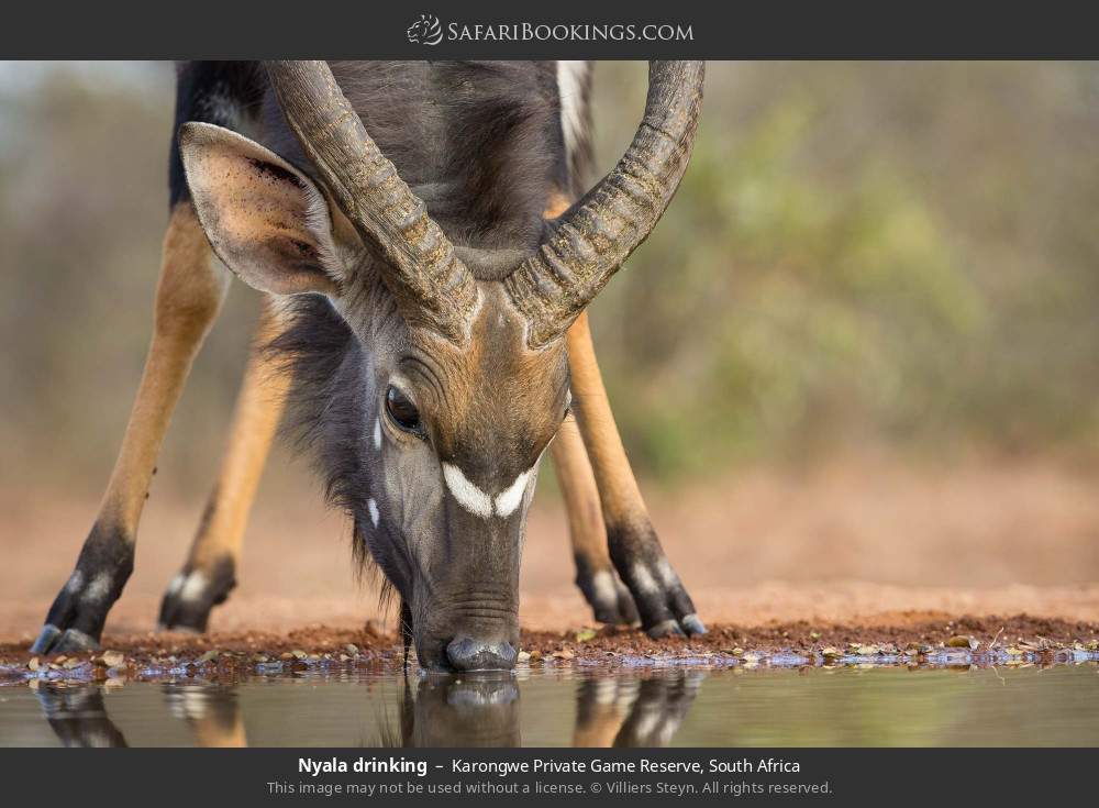 Nyala drinking in Karongwe Private Game Reserve, South Africa