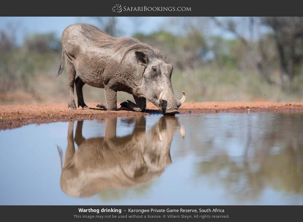 Warthog drinking in Karongwe Private Game Reserve, South Africa