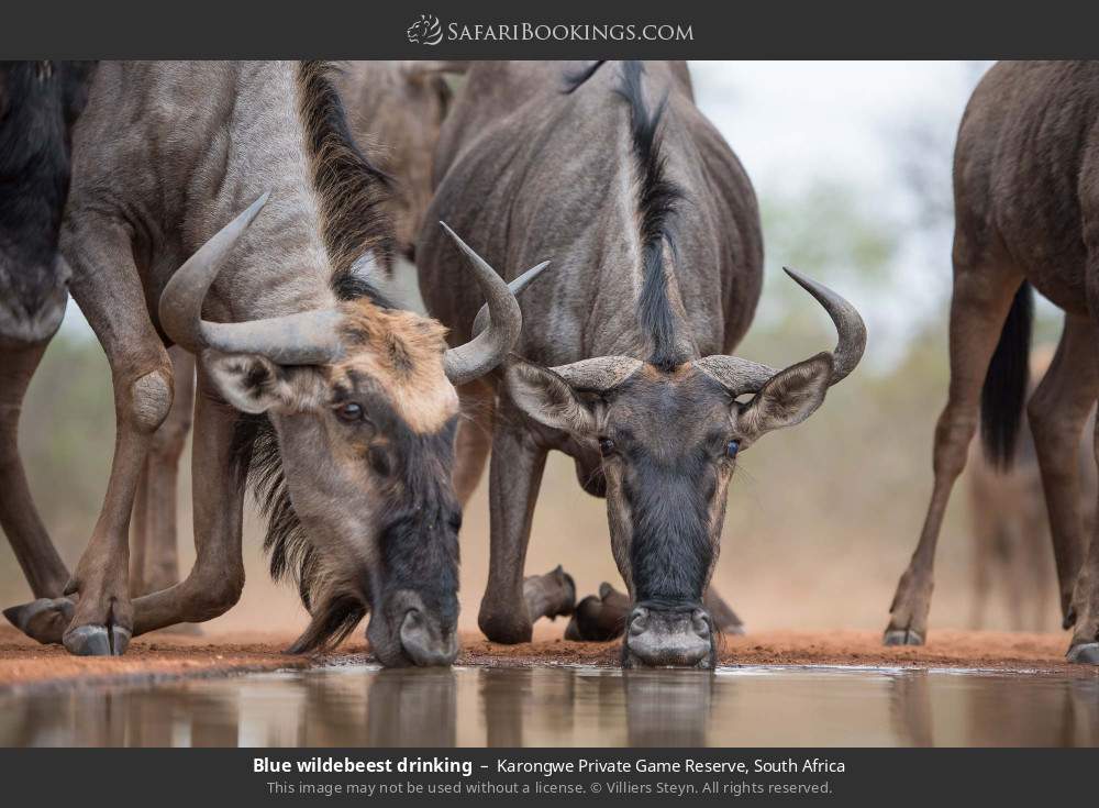 Blue wildebeest drinking in Karongwe Private Game Reserve, South Africa