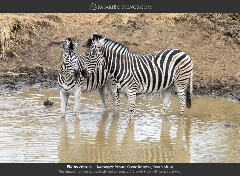 Plains zebras in Karongwe Private Game Reserve, South Africa